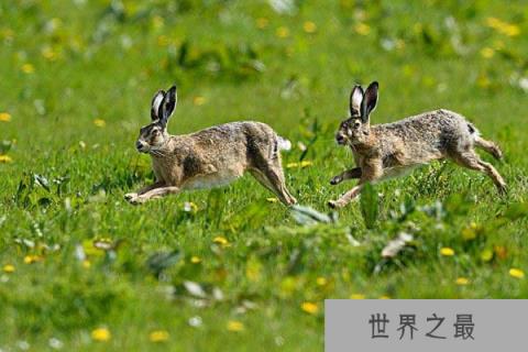 世界上跑得最快的兔子,欧洲野兔时速达72千米