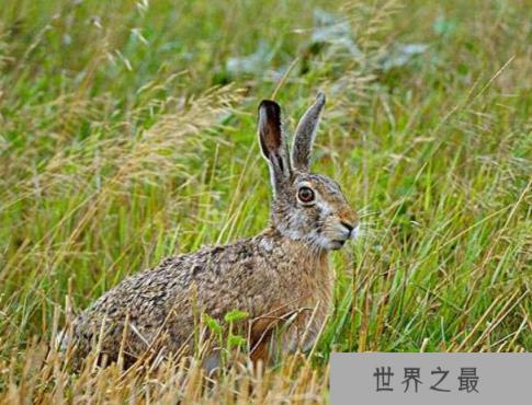 世界上跑得最快的兔子,欧洲野兔时速达72千米