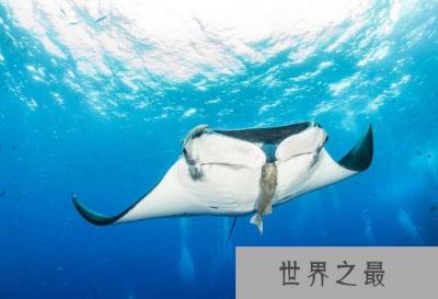 巨型鳐鱼 巨型鳐鱼