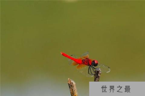 世界上最小的蜻蜓,侏红小蜻体长不足15毫米 世界上最小的蜻蜓,侏红小蜻体长不足15毫米