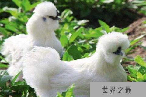 世界上最好的宠物鸡,丝羽乌骨鸡中国特有