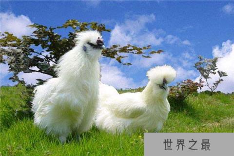 世界上最好的宠物鸡,丝羽乌骨鸡中国特有
