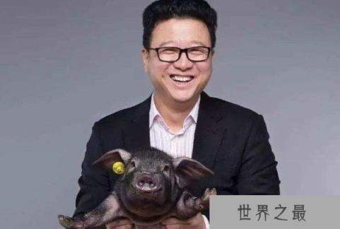 世界上最好的猪品种，伊比利亚黑猪居第一