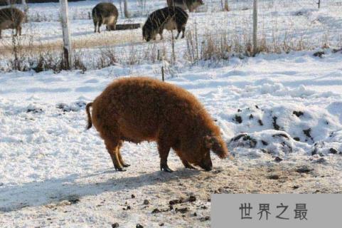 世界上最好的猪品种，伊比利亚黑猪居第一