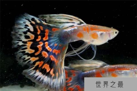 世界上最好养的鱼是什么鱼？首选孔雀鱼