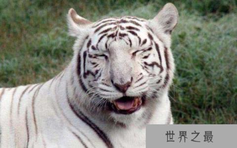 世界上最白的老虎，为孟加拉虎基因变种