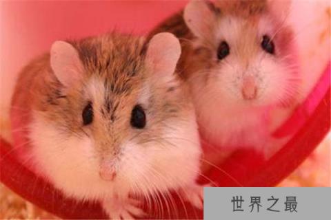 世界上最小的仓鼠：罗伯罗夫斯基仓鼠