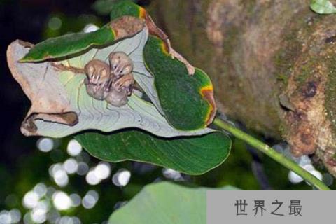 筑帐蝠的生活习性 筑帐蝠的生活习性