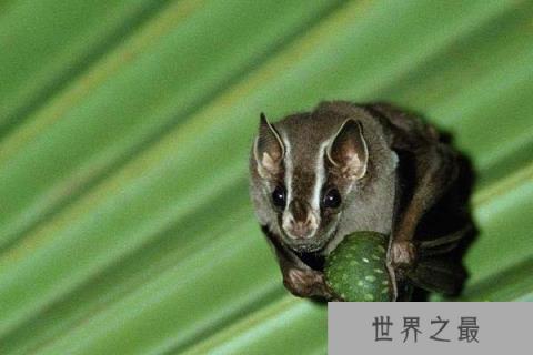 筑帐蝠的食性 筑帐蝠的食性