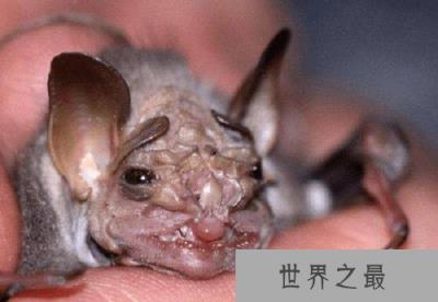 世界五大恐怖蝙蝠排名，兔唇蝠排第一名