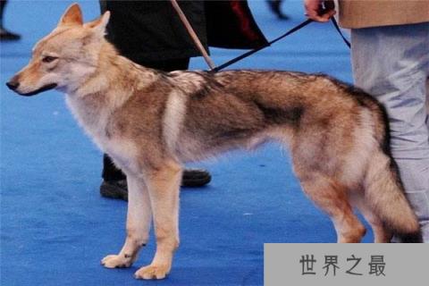 世界上最贵的狗,捷克狼犬拍卖到35亿元