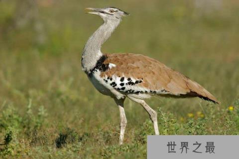 现存体重最重的飞行鸟类，灰颈鹭鸨重达20公斤