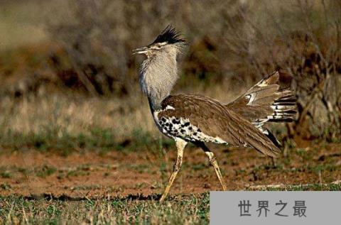 现存体重最重的飞行鸟类，灰颈鹭鸨重达20公斤