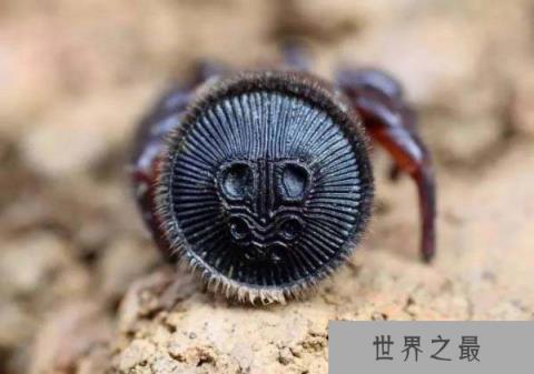 世界上最稀有的蜘蛛，里氏盘蜘蛛外形似铜钱