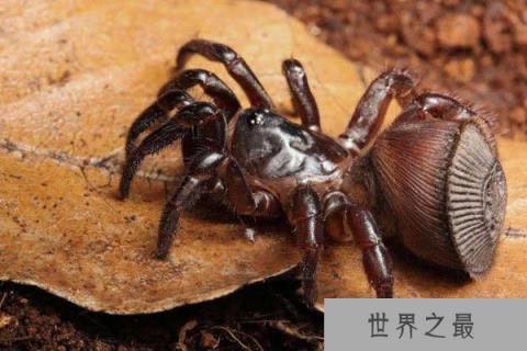 世界上最稀有的蜘蛛，里氏盘蜘蛛外形似铜钱