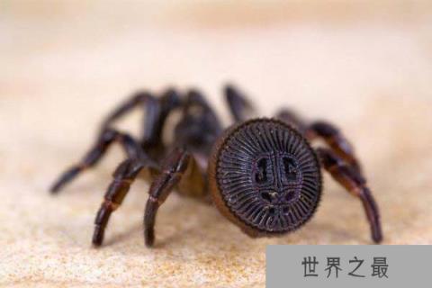 世界上最稀有的蜘蛛，里氏盘蜘蛛外形似铜钱