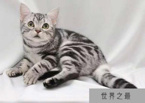 十大常见的宠物猫排行榜，波斯猫上榜