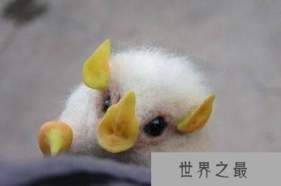 世界上奇特的十大物种,一角鲸的角堪比黄金