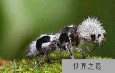 世界上奇特的十大物种,一角鲸的角堪比黄金