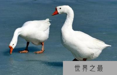 十大家畜禽寿命排行榜