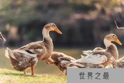 十大家畜禽寿命排行榜