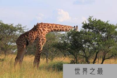 动物界的十个世界之最,鸵鸟身高可达2.7米