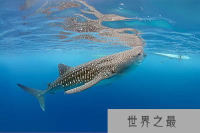 动物界的十个世界之最,鸵鸟身高可达2.7米