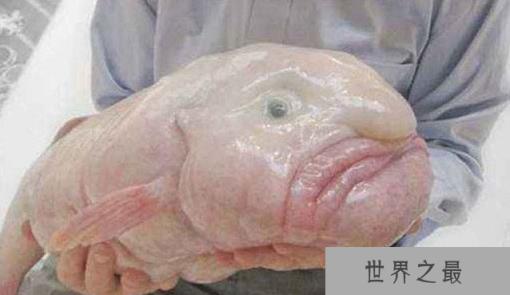 世界上最丑的十种动物:不忍直视