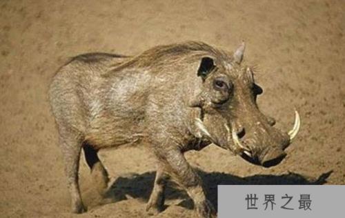 世界上最丑的十种动物:不忍直视