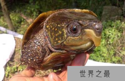 世界十大最漂亮乌龟,金钱龟排名第一