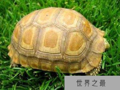 世界十大最漂亮乌龟,金钱龟排名第一