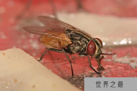 世界上寿命最短的十种动物,蜉蝣仅有24小时生命