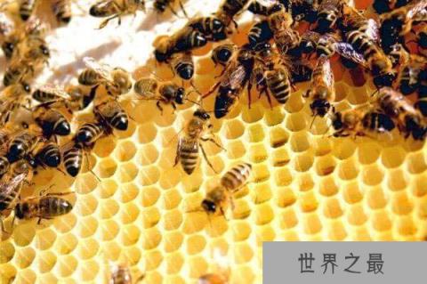 世界上寿命最短的十种动物,蜉蝣仅有24小时生命