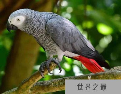 世界智商排名前十动物，海豚、大象均上榜