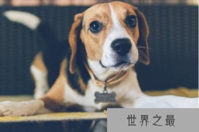 世界智商排名前十动物，海豚、大象均上榜