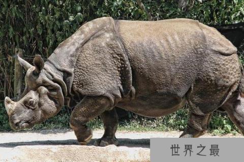 世界上最大的独角犀牛,印度犀犀角长达60厘米 世界上最大的独角犀牛,印度犀犀角长达60厘米