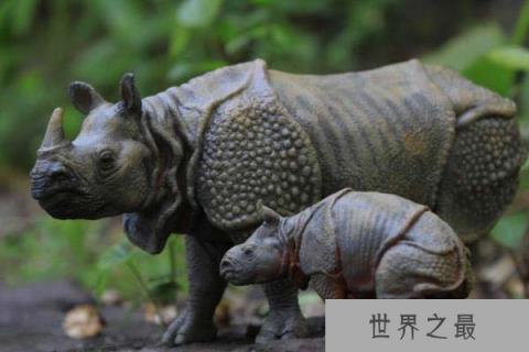 世界上最大的独角犀牛,印度犀犀角长达60厘米 世界上最大的独角犀牛,印度犀犀角长达60厘米