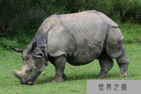 世界上最大的独角犀牛,印度犀犀角长达60厘米 世界上最大的独角犀牛,印度犀犀角长达60厘米