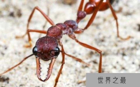 世界上最危险的蚂蚁排名，子弹蚁第一