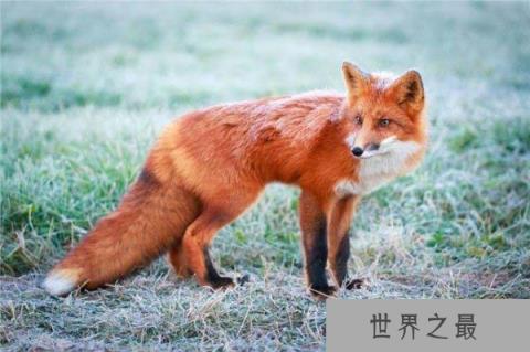 世界上最专情的动物，狐狸对配偶从一而终