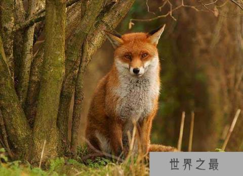 世界上最专情的动物，狐狸对配偶从一而终
