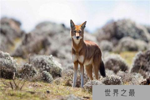 世界十大即将灭绝的动物：白鳍豚上榜