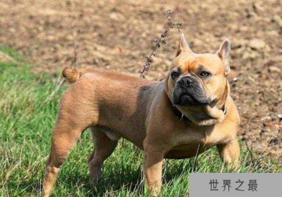 宠物狗长不大的有哪些？十大长不大的宠物狗