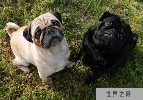 宠物狗长不大的有哪些？十大长不大的宠物狗