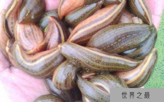 世界十大恐怖动物之王，箱水母位居第一