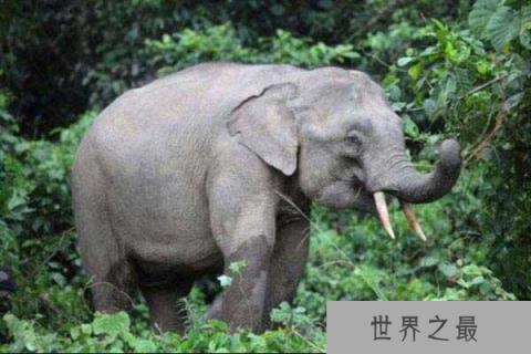 世界上体型最小的象：婆罗洲象身高仅2.5米