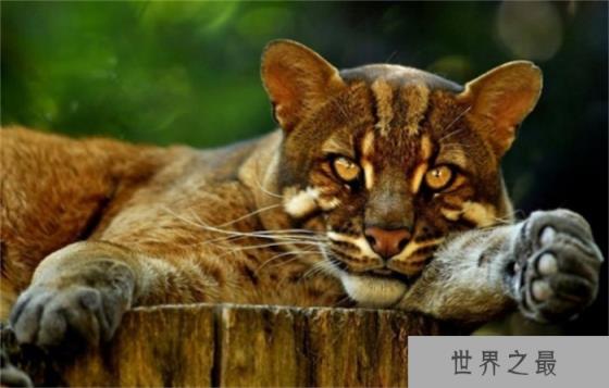 彪是什么动物 彪是真实存在的吗（是）