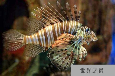 海洋有毒的十大杀手，世贝尔彻海蛇排第一