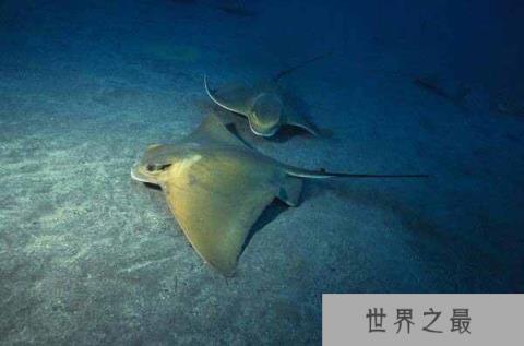 海洋有毒的十大杀手，世贝尔彻海蛇排第一