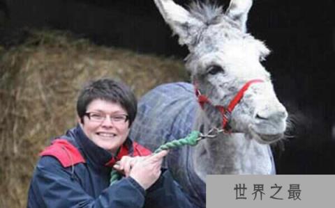 世界上最高最大的驴，身高接近173厘米
